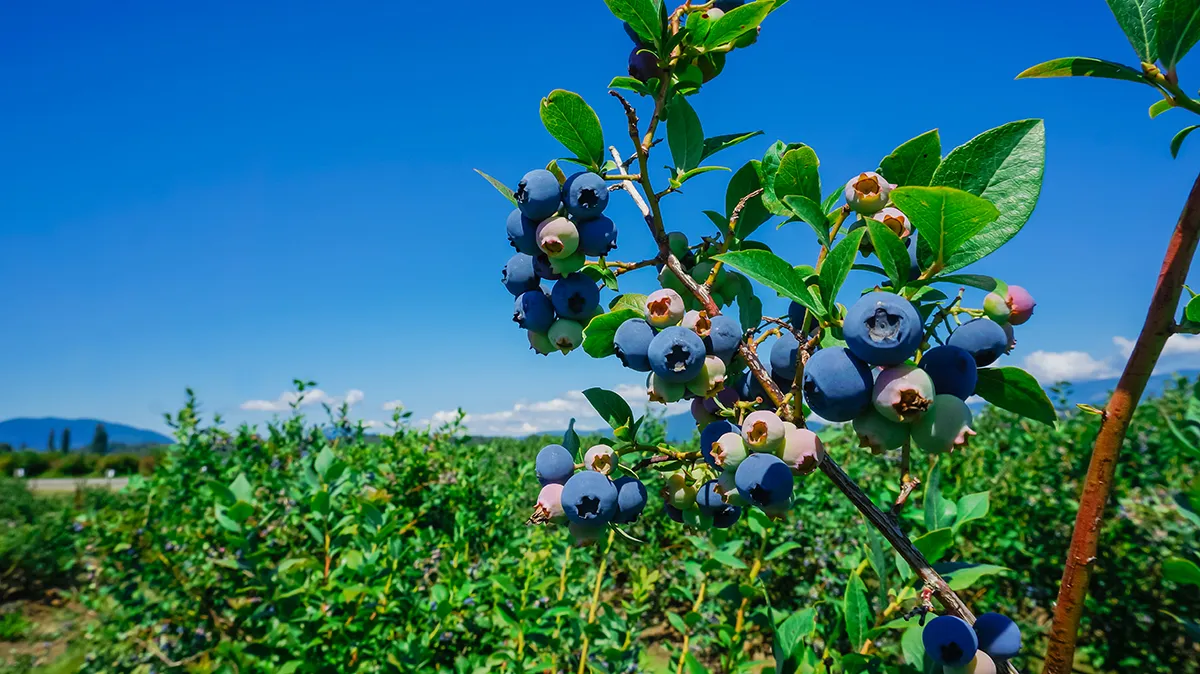 blueberry harvesting